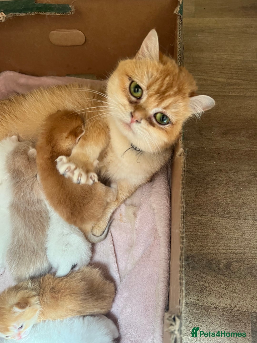 British Shorthair cats for sale: Stunning British shorthair NY 12 kittens - Image 32