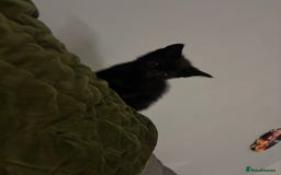 Domestic Shorthair cats for sale: Beautiful black baby boy - Image 4