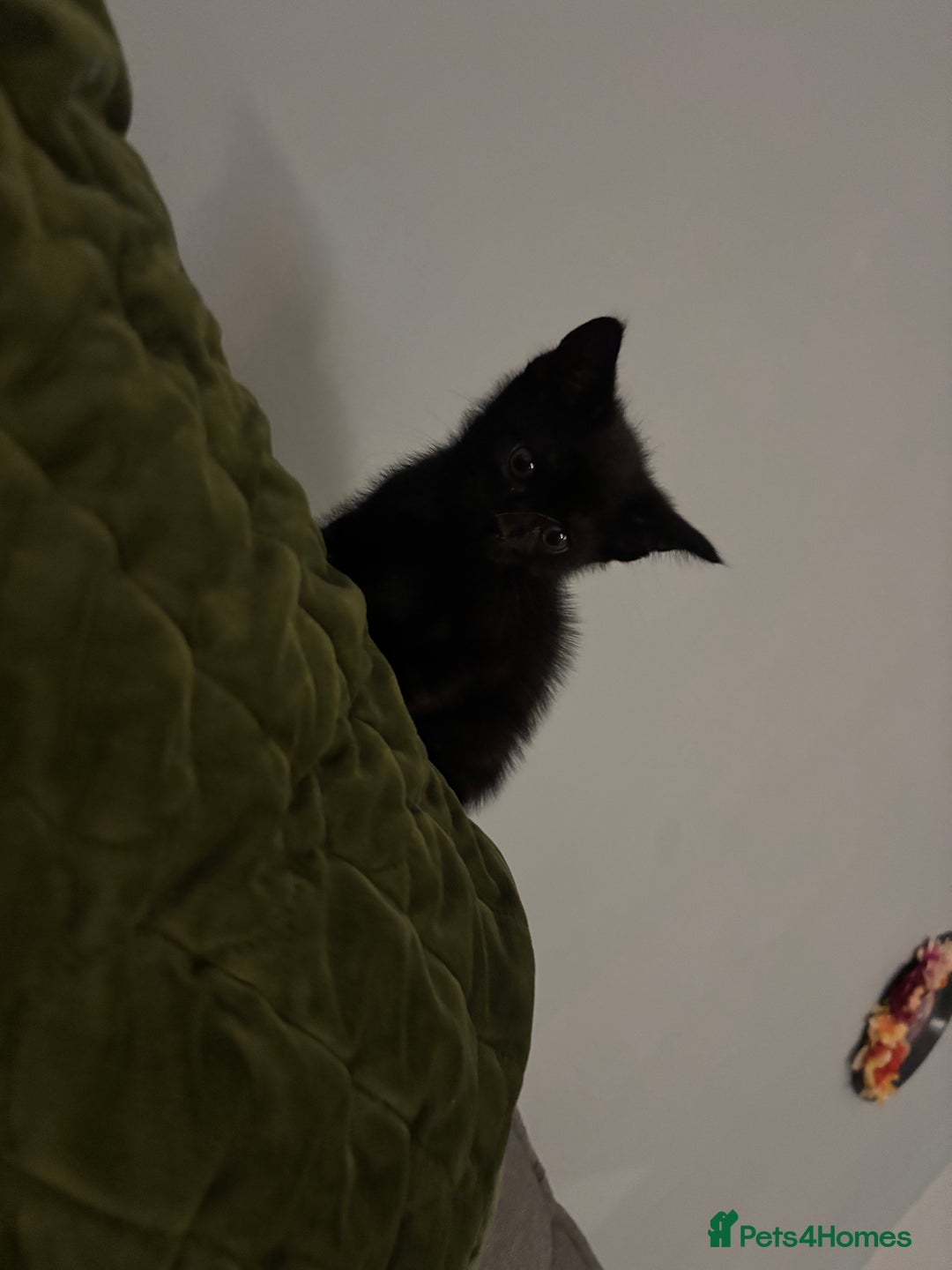 Domestic Shorthair cats for sale: Beautiful black baby boy - Image 4