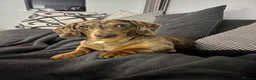 Miniature Dachshund dogs for sale: Miniature Dachshund seeking his forever home  - Advert 14