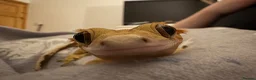 Gecko reptiles for sale: Gecko With full set up - Advert 6