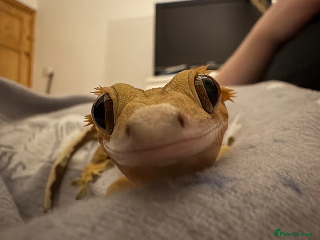 Gecko reptiles for sale: Gecko With full set up - Advert 6