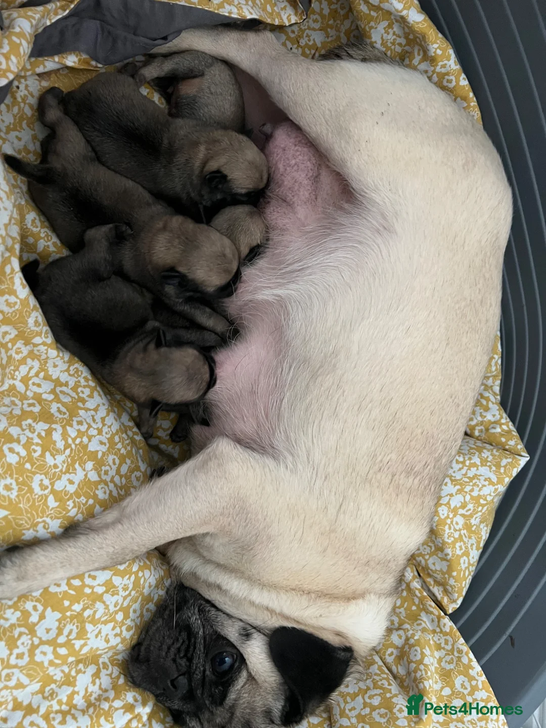 Pug dogs for sale: Pug puppies 🐶.  - Advert 20