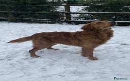 Golden Retriever dogs for sale: Golden retriver puppies (2 girls reserved) - Advert 12