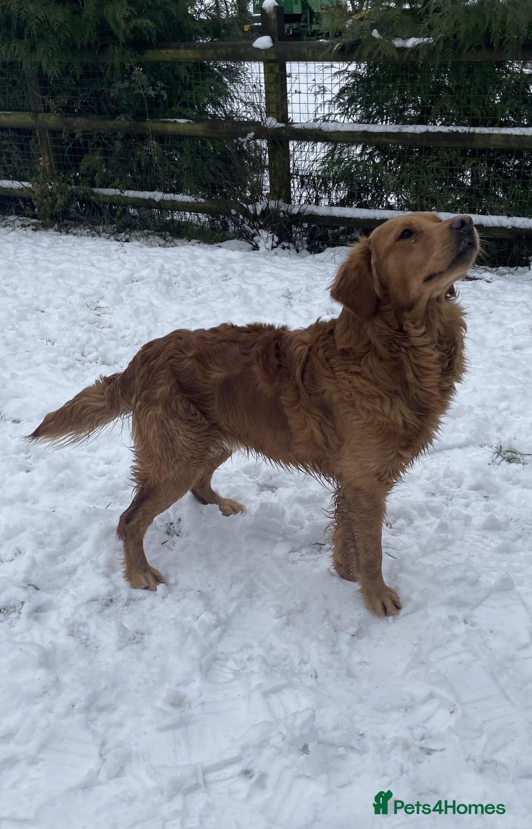 Golden Retriever dogs for sale: Golden retriver puppies (2 girls reserved) - Advert 12