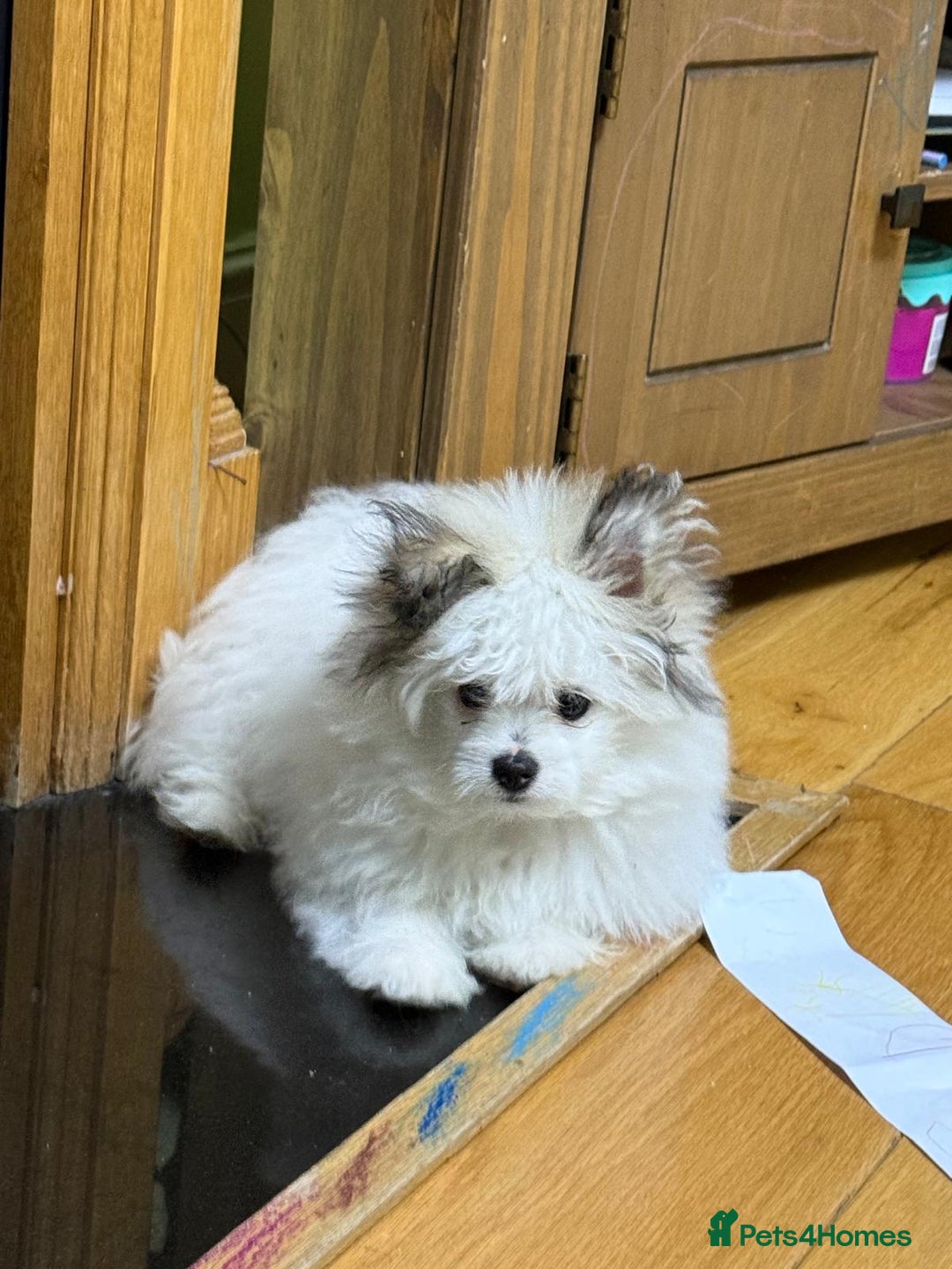 Pomchi dogs for sale: Pomeranian  - Image 2