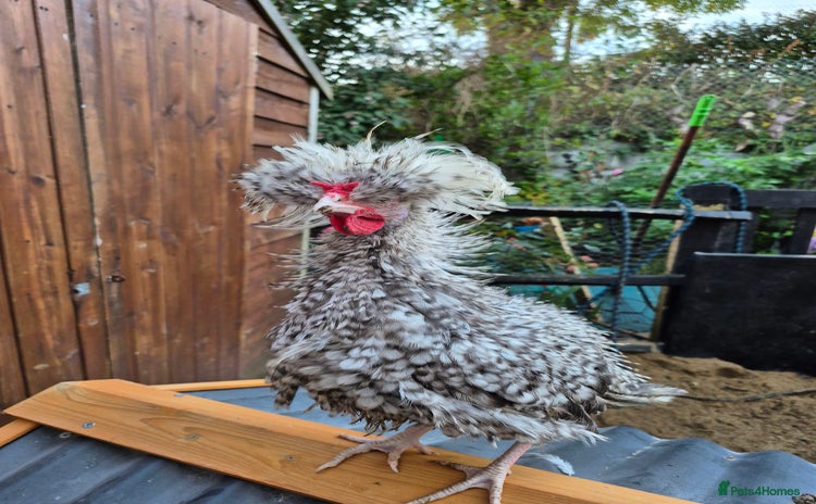 Chickens poultry - Advert 15