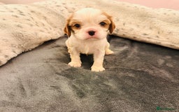 Cavalier King Charles Spaniel dogs for sale: DNA health tested, much loved cavaliers - Image 9