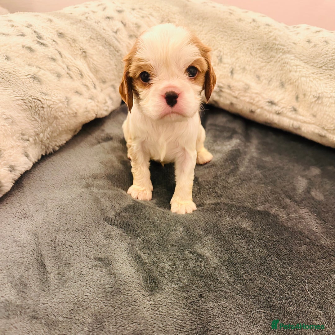 Cavalier King Charles Spaniel dogs for sale: DNA health tested, much loved cavaliers - Image 9