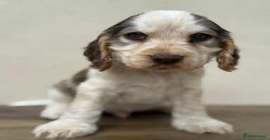 Cocker Spaniel dogs - Advert 6