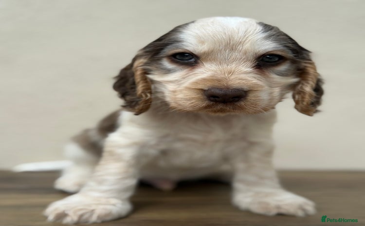 Cocker Spaniel dogs - Advert 1