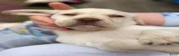 Labrador Retriever dogs for sale: ✨beautiful chunky pedigree Labradors✨ - Advert 30