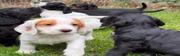 Cocker Spaniel dogs for sale: Beautiful Cocker spaniel puppies  - Advert 7
