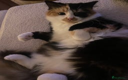 Norwegian Forest Cat cats for sale: Beautiful cat for sale - Image 2