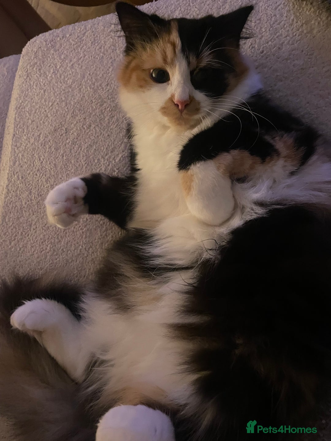 Norwegian Forest Cat cats for sale: Beautiful cat for sale - Image 2