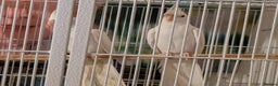 Cockatiels birds for sale: 4 White cockatiels for sale and cage  - Advert 4