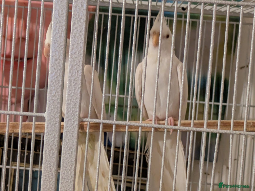 Cockatiels birds for sale: 4 White cockatiels for sale and cage  - Advert 4