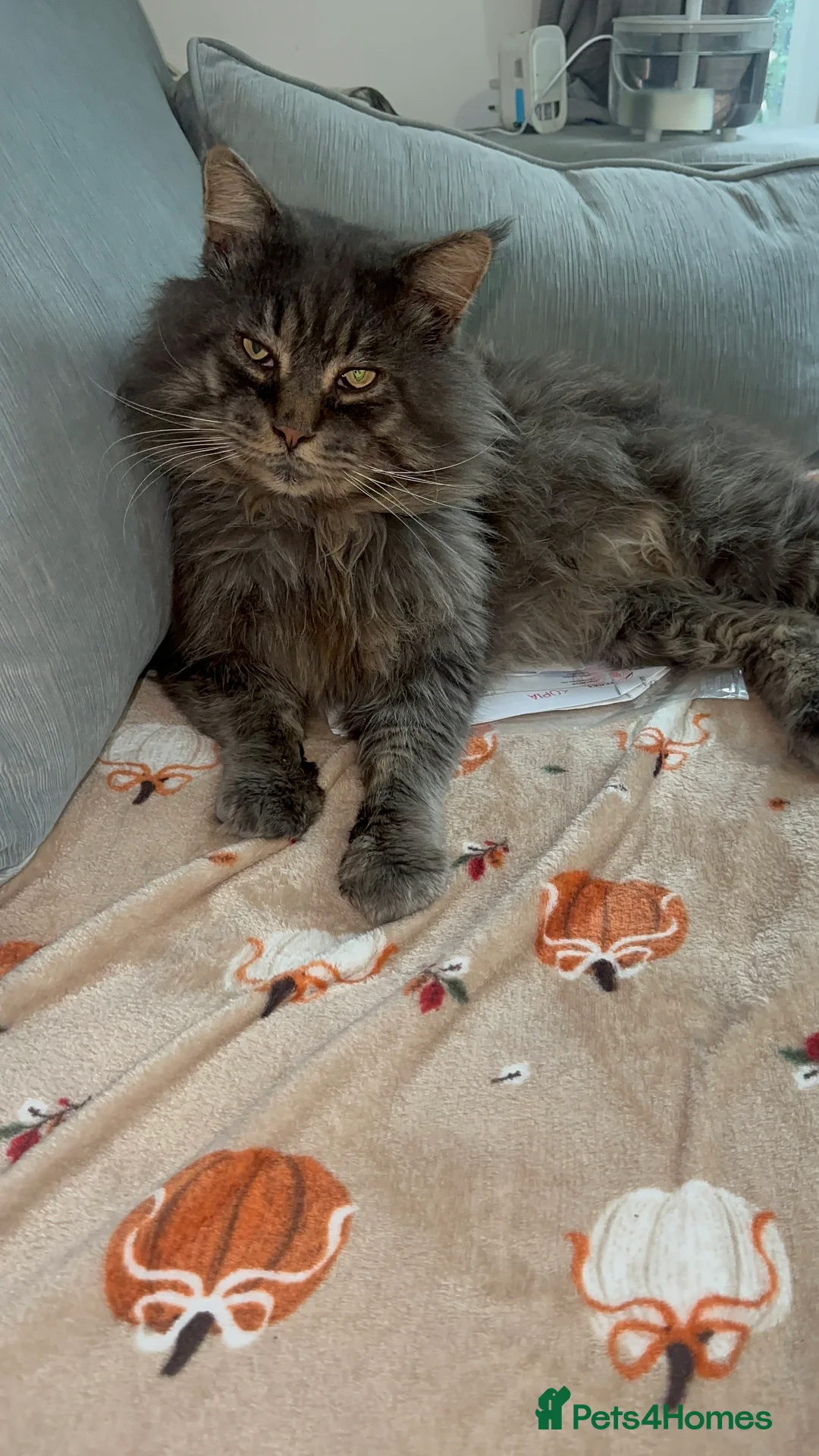 Maine Coon cats for sale: Huge TICA ACTIVE CHAMPIONSHIP BREEDING MALE - Advert 8