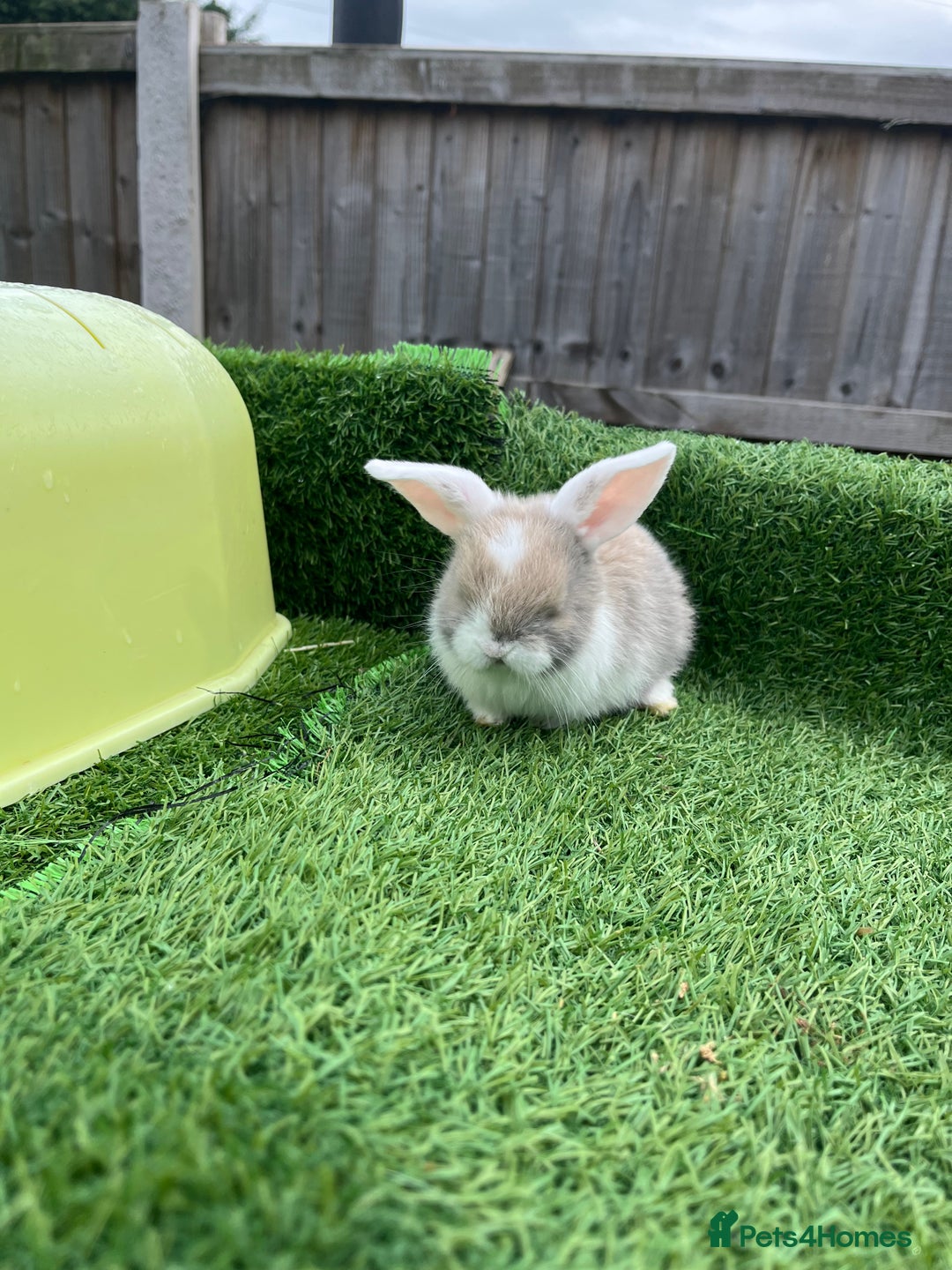 Mini Lop rabbits for sale: Autumn babies - Image 21