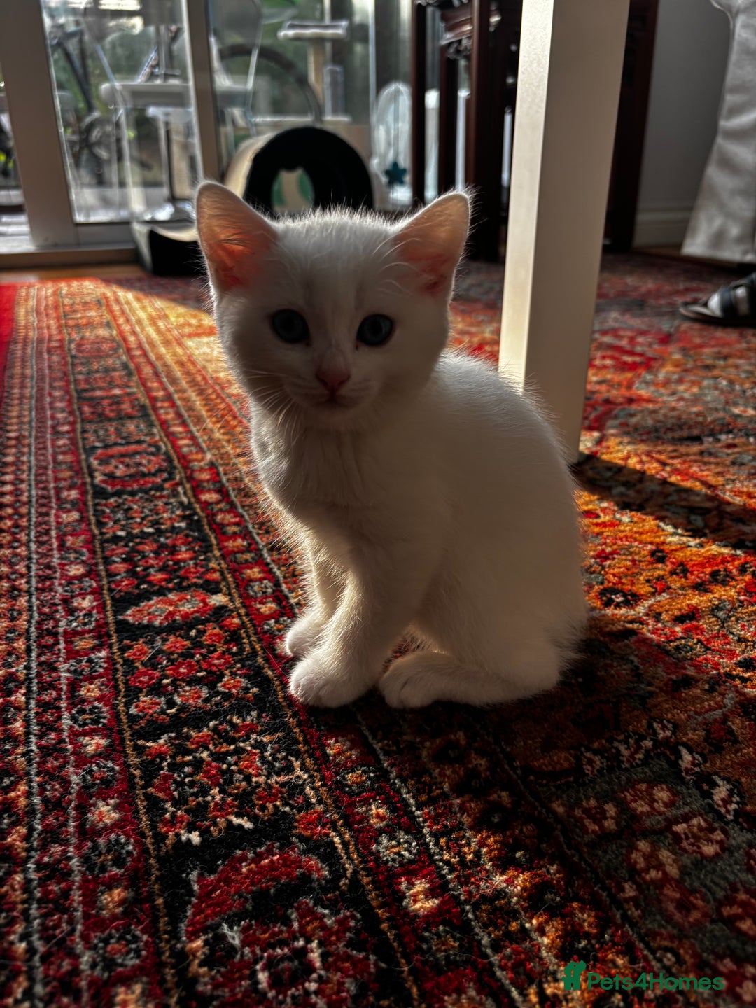 British Shorthair cats for sale: Beautiful British Shorthair/Turkish Angora Kittens - Image 12