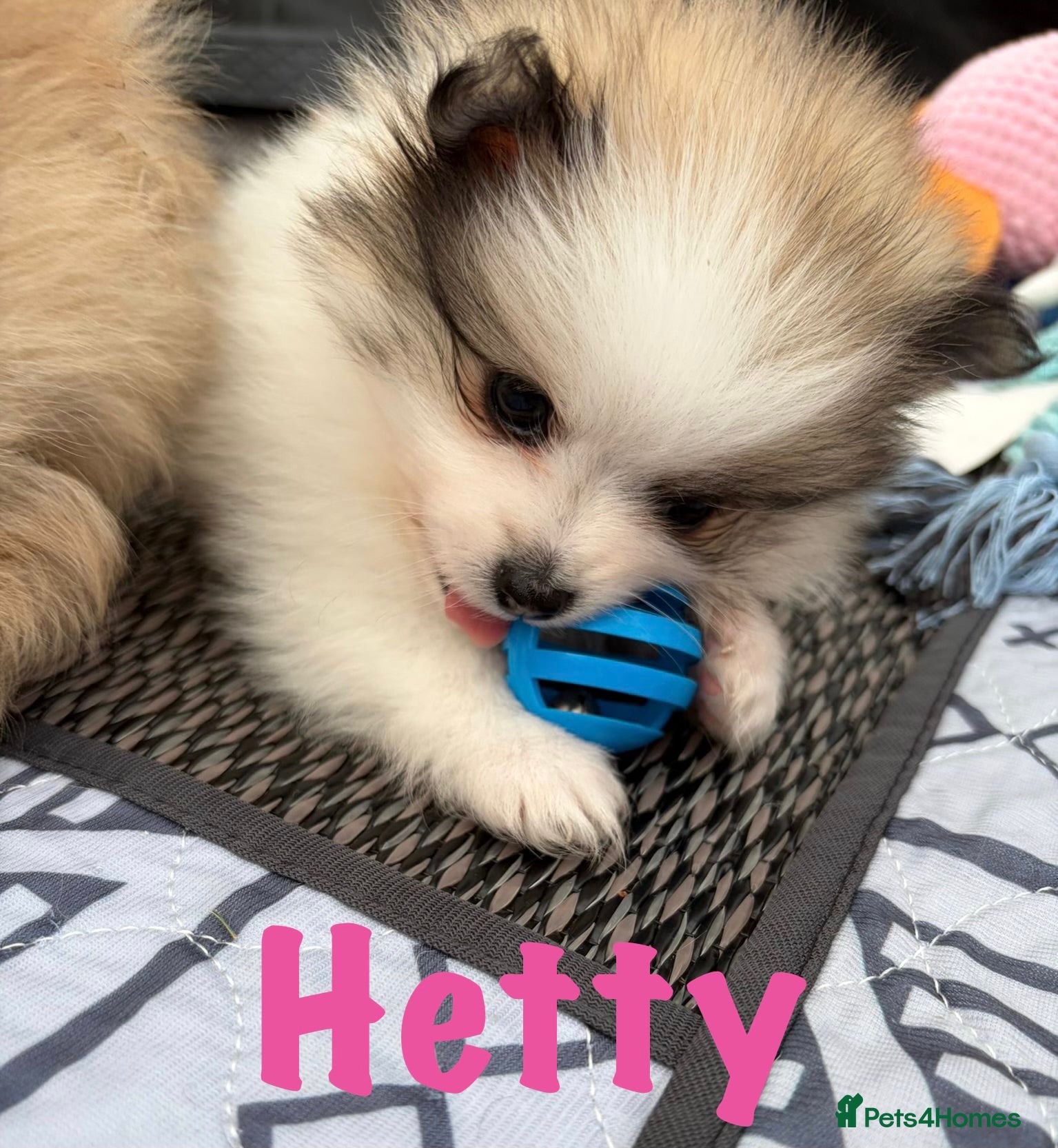 Pomeranian dogs for sale: Pomeranian Puppies Available To Reserve Now in Manchester - Advert 6