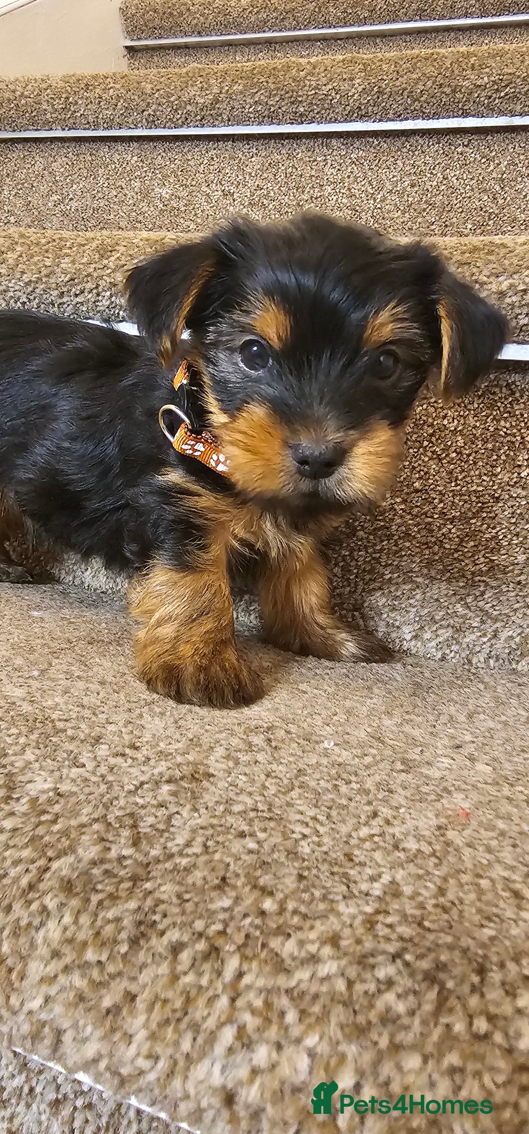 Yorkshire Terrier dogs for sale: Yorkshire Terrier puppies - Advert 31