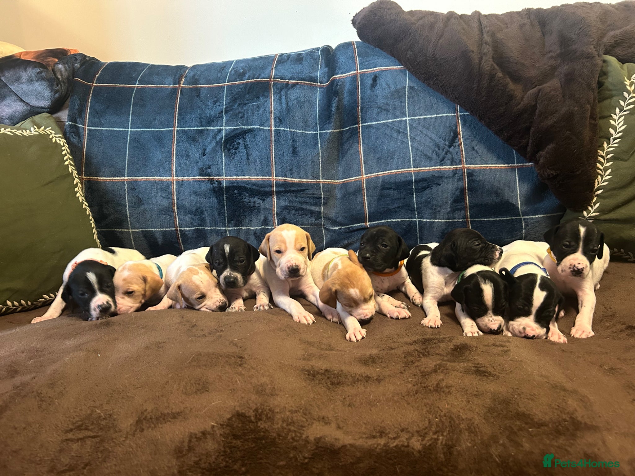 Pointer dogs English Pointer Puppies - Advert 5