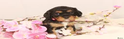 Cavalier King Charles Spaniel dogs for sale: Beautiful stunning  ckcs health care tested  - Advert 6