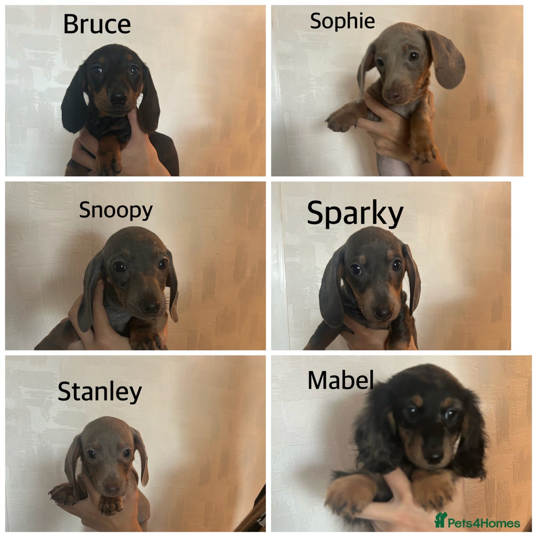 Miniature Dachshund dogs for sale:  Beautiful cute Miniatures dachshund  in Liverpool - Image 4
