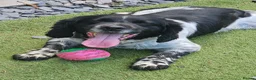Sprocker dogs for sale: Sprocker Spaniel Puppies  - Advert 6