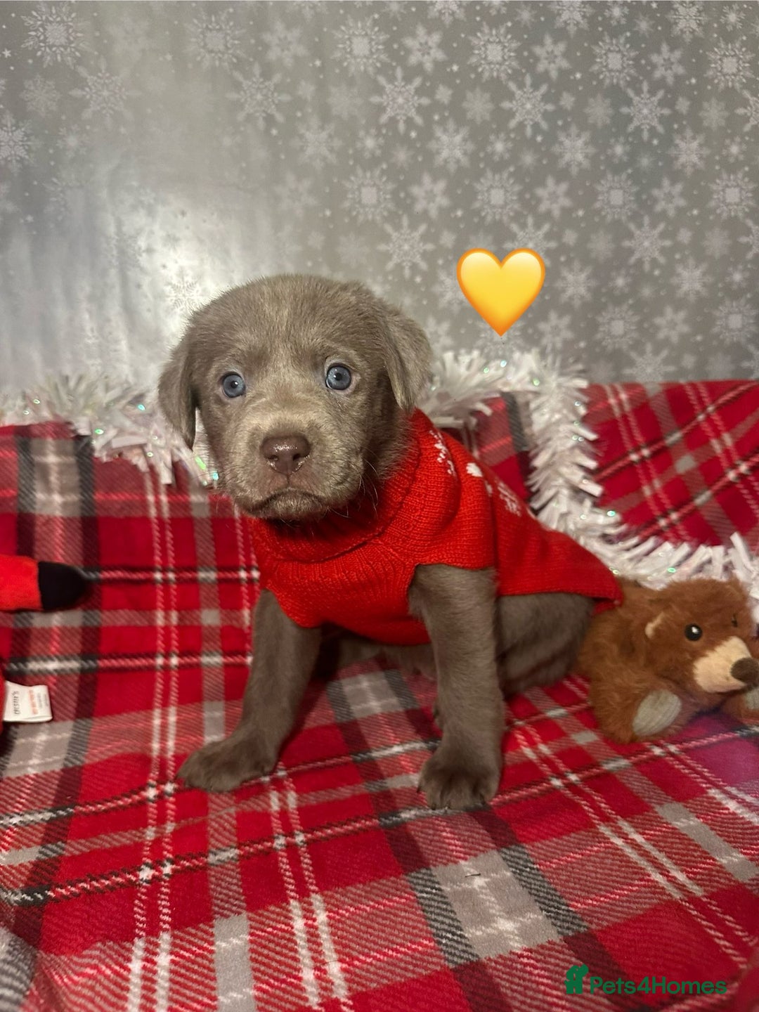 Labrador Retriever dogs for sale: !REDUCED! silver labrador's KC - Advert 6