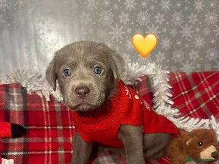 Labrador Retriever dogs READY TO GO silver labrador's KC - Advert 3