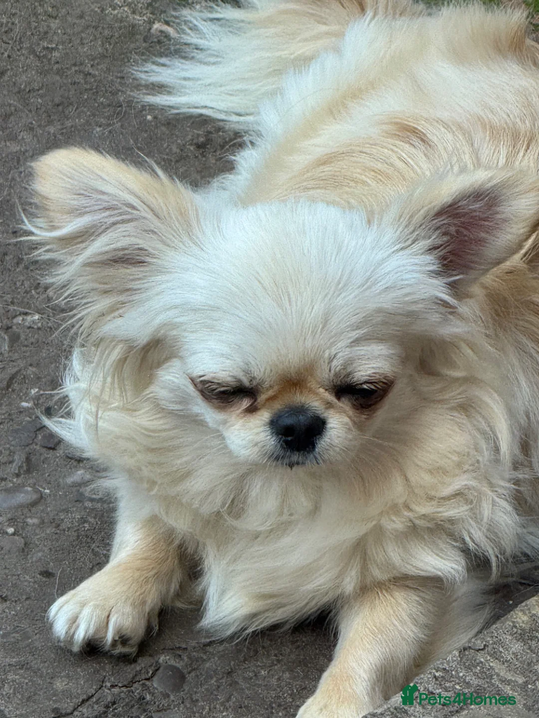 Chihuahua dogs for sale: Beautiful KC cream long coat girl PET only  - Advert 7