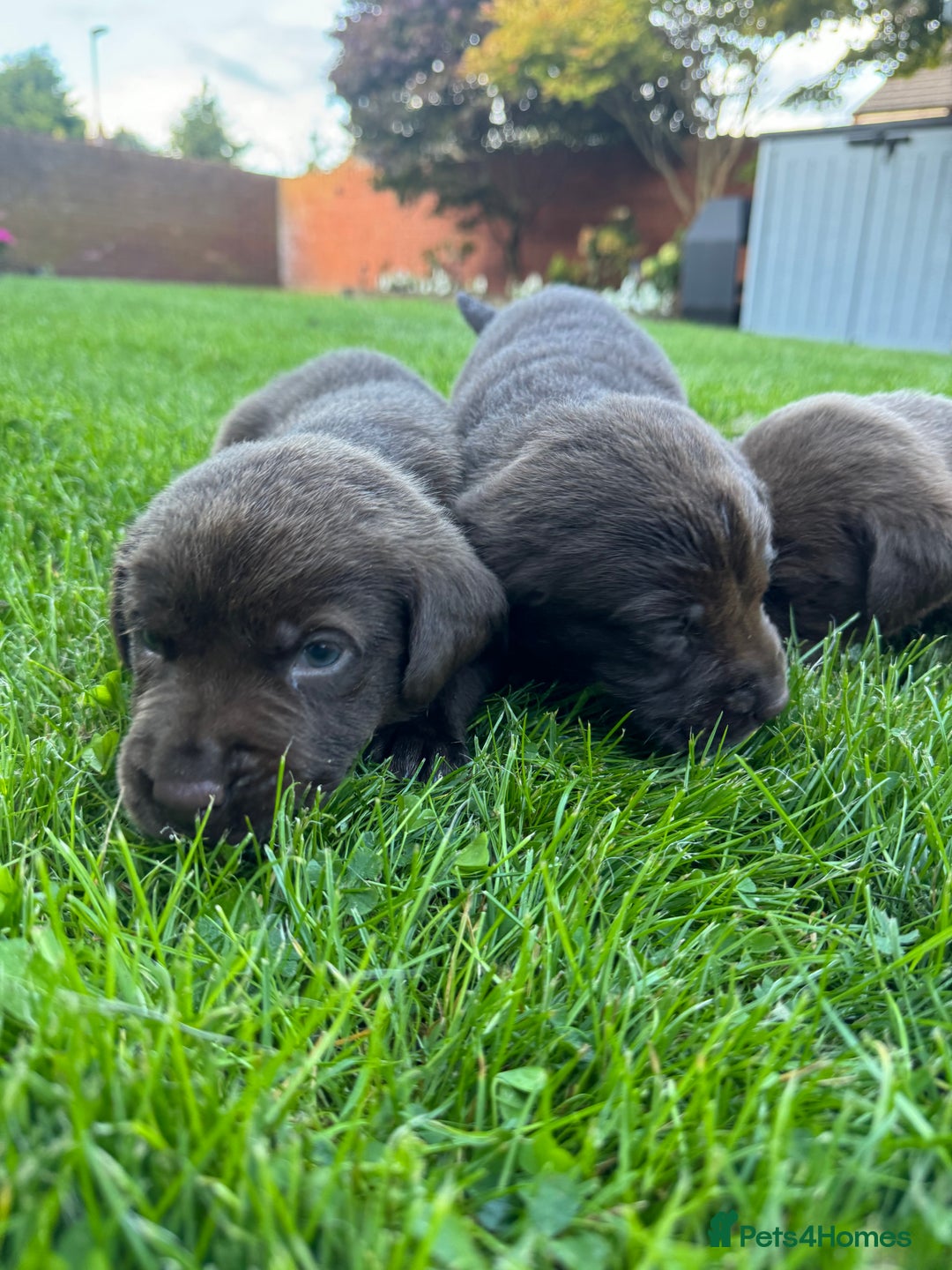 Labrador Retriever dogs for sale: Beautiful kc working type chocolate lab pups  - Image 5