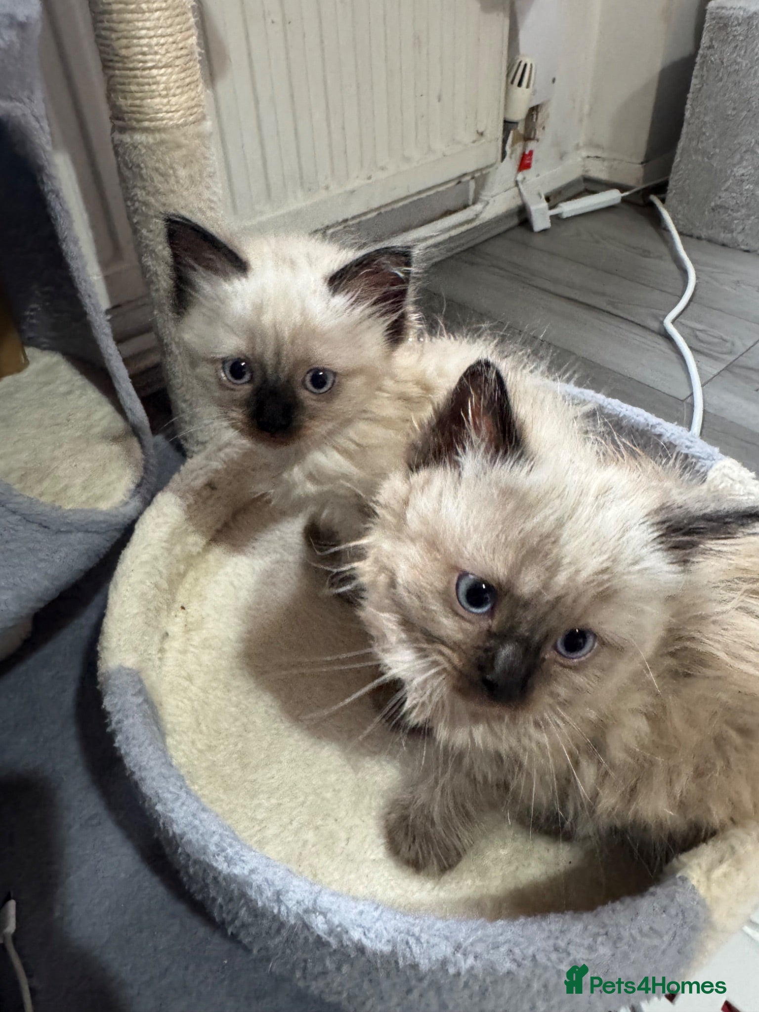 Ragdoll cats Eight-week-old Ragdoll kitten  - Advert 3