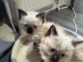 Ragdoll cats Eight-week-old Ragdoll kitten - Advert 3