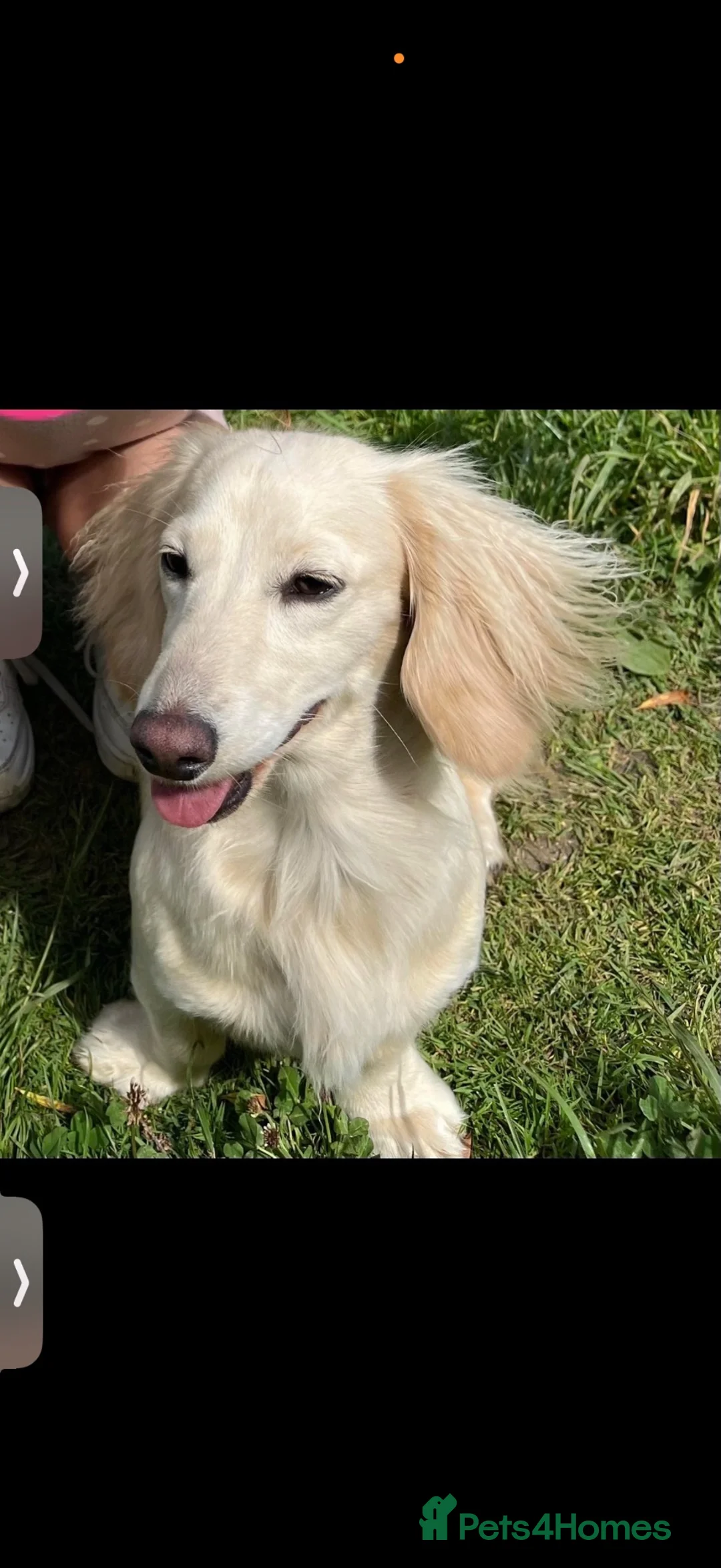 Miniature Dachshund dogs for sale: 1 year old lh cream dachshund - Advert 2