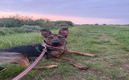 Mixed Breed dogs for sale: Poppy  - Image 1