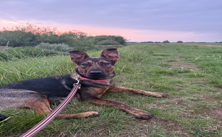 Mixed Breed dogs - Advert 1