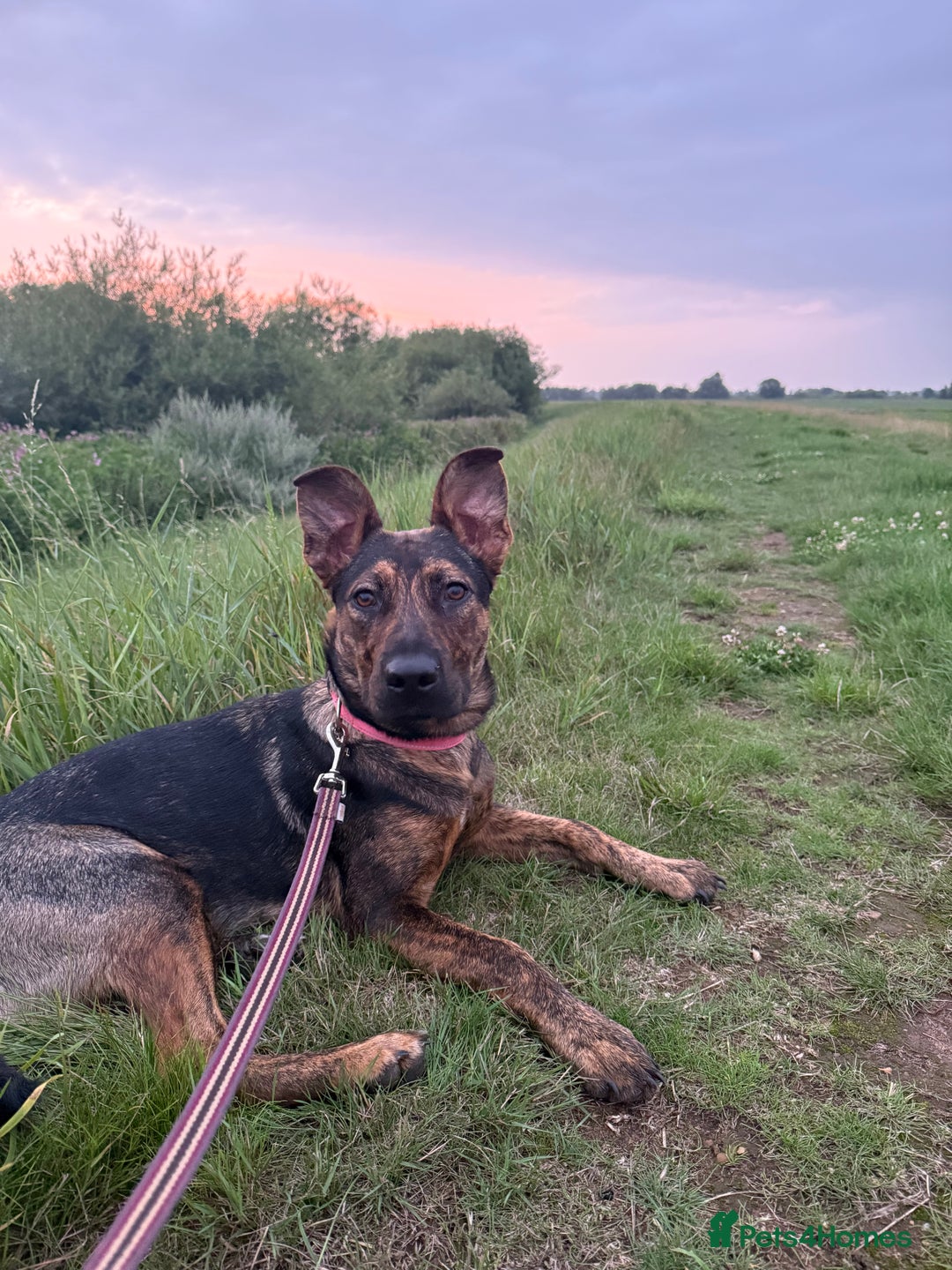 Mixed Breed dogs for sale: Poppy  - Image 1