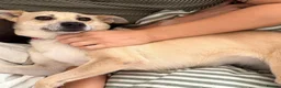 Mixed Breed dogs for adoption: ❤️STELLA & ❤️CARAMEL - ONE SPECIAL FRIENDSHIP in Folkestone - Advert 4
