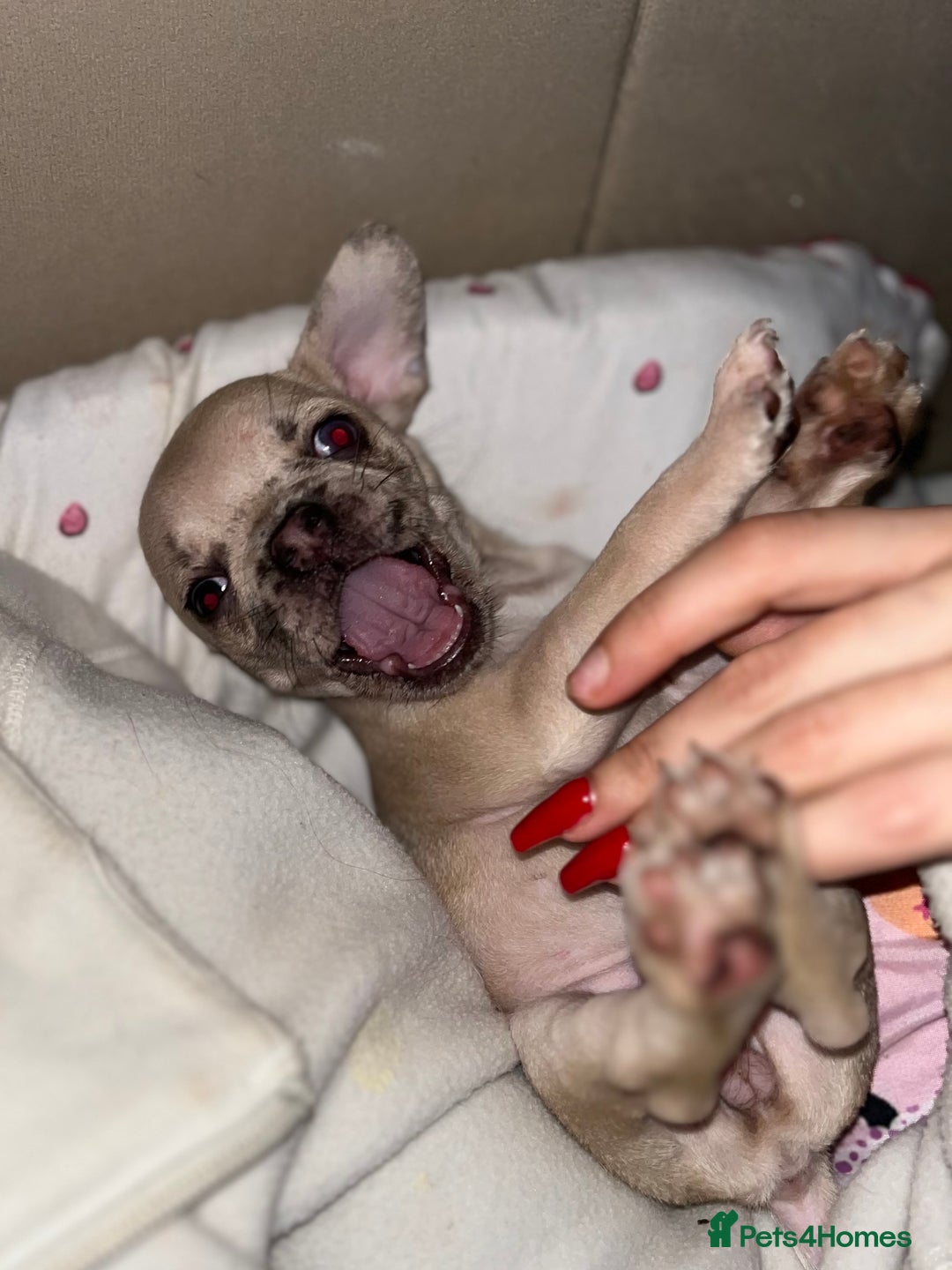 Mixed Breed dogs for sale: BLUE EYE FRUG/ JUG PUPPIES  - Image 4
