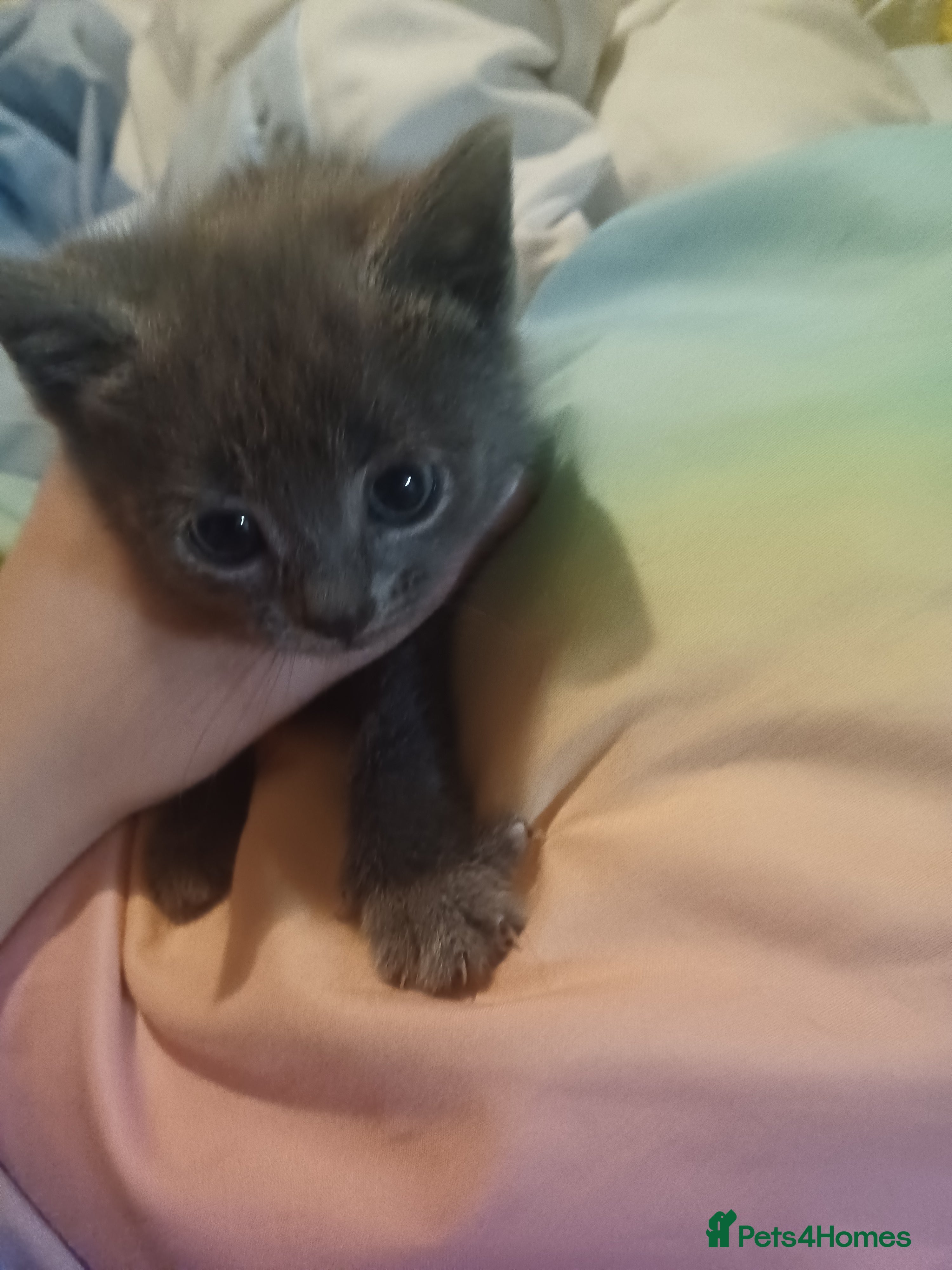 Mixed Breed cats Kittens for sale £20 - Advert 2