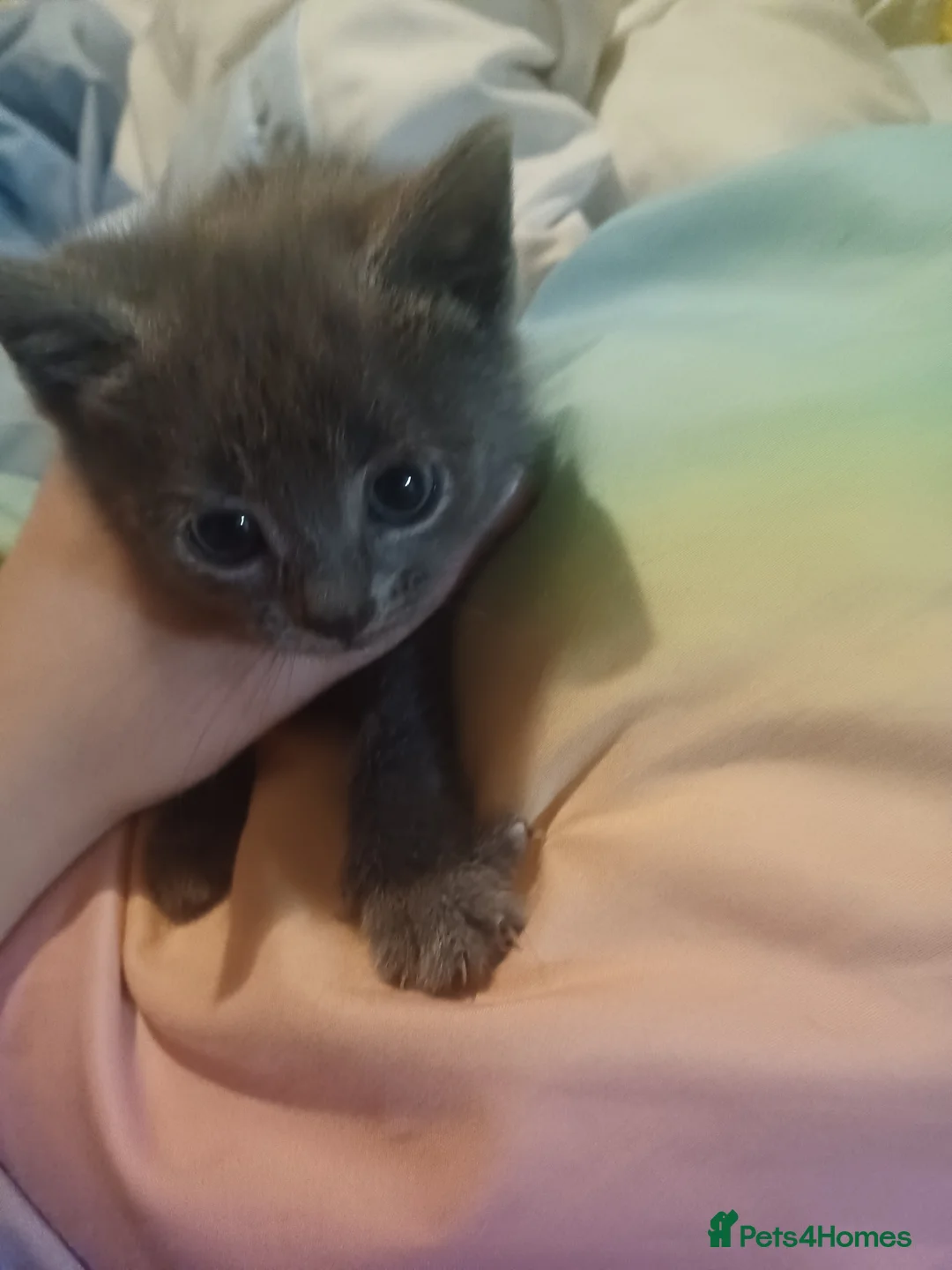 Mixed Breed cats for sale: Kittens for sale £20 - Advert 1
