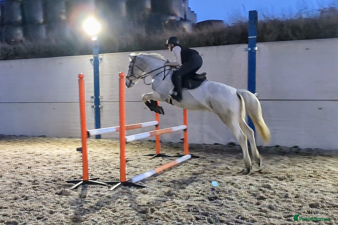 English Warmblood horses for sale: 16hh Schoolmistress  - Image 39