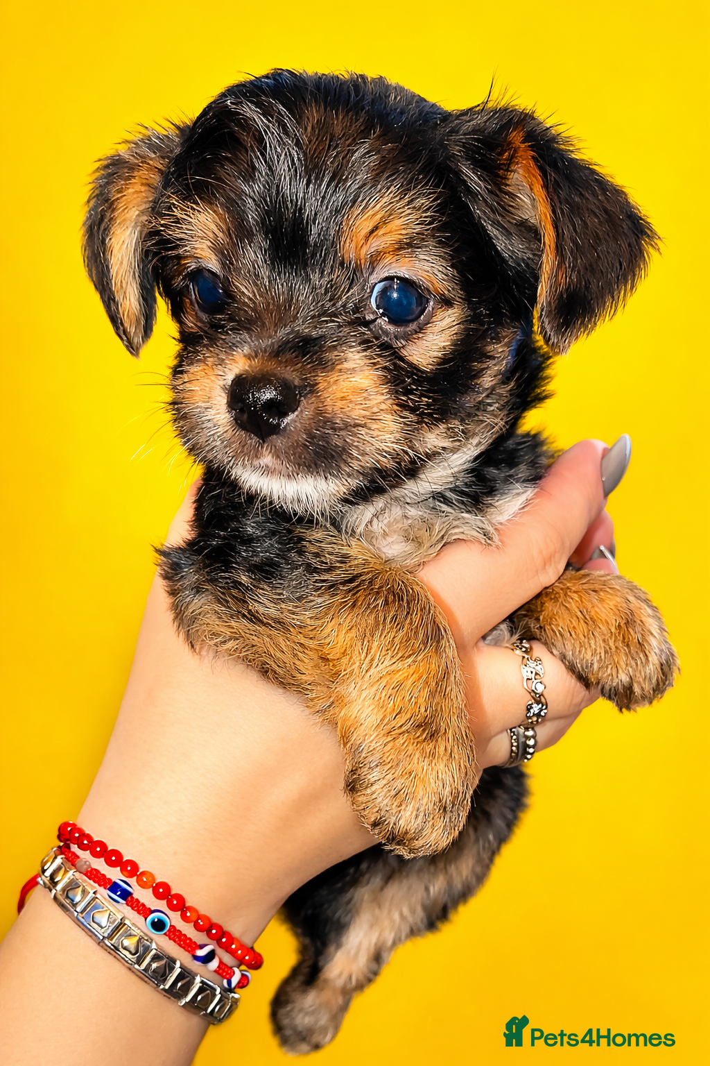 Yorkshire Terrier dogs Yorkshire terrier puppies - Advert 7