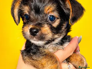 Yorkshire Terrier dogs Yorkshire terrier puppies - Advert 5