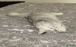 British Shorthair cats for sale: Silver shorthair girl with green eyes  - Image 2