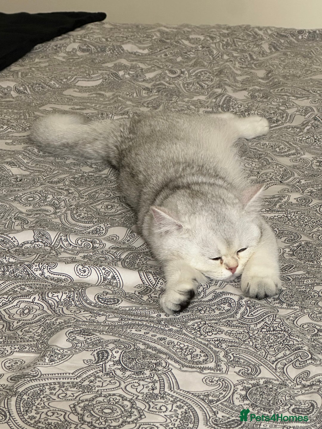 British Shorthair cats for sale: Silver shorthair girl with green eyes  - Image 2
