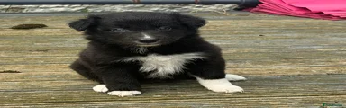 Border Collie Puppy 1